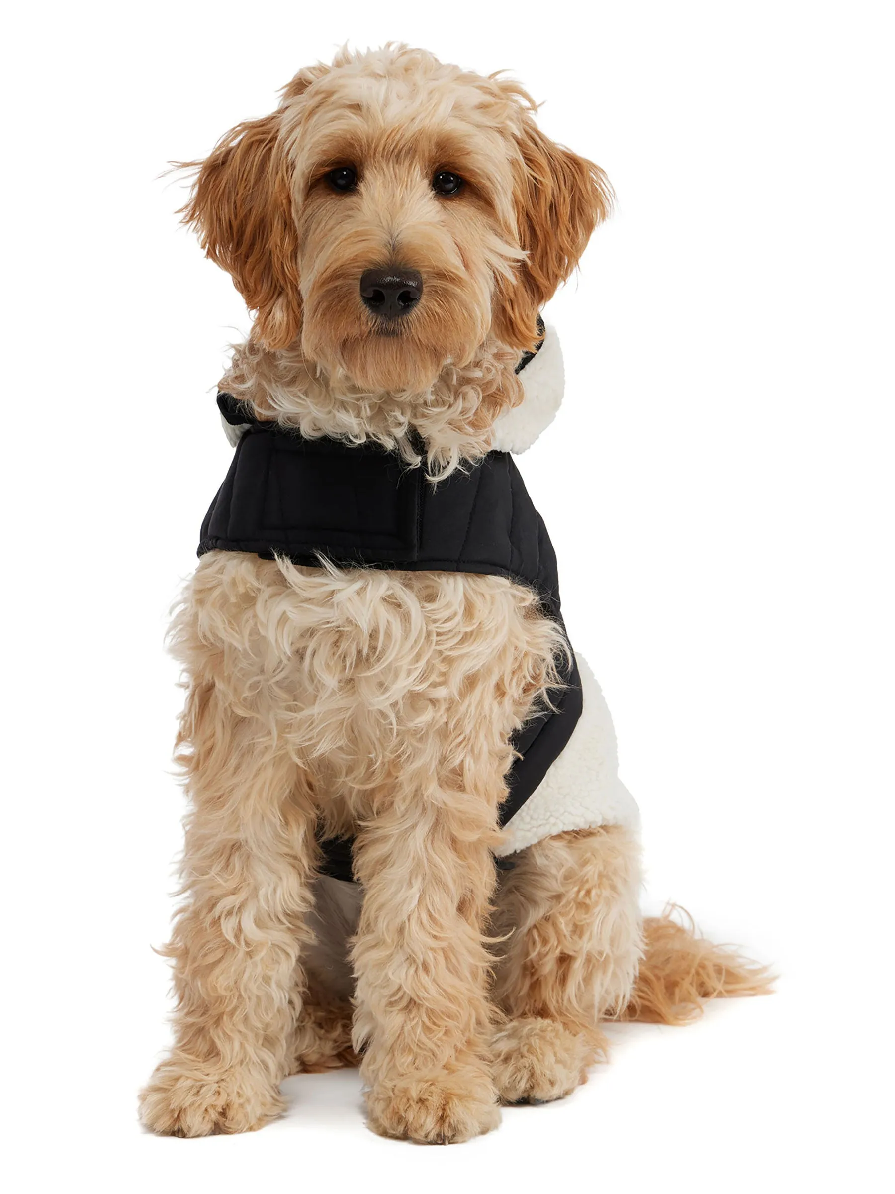 Loki Easy Fit Jacket w/Hood for Dogs